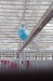 Budgerigar Bird